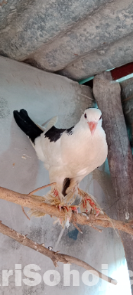 Cross shiraji baby